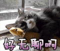 猫 喵星人 好无聊啊 很无聊