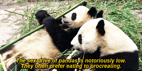 熊猫 国宝 吃竹子 呆萌