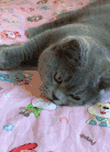 猫咪 可爱 呆萌 舒适 休息 萌星人