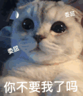 萌宠 喵星人 你不要我了吗 委屈 呆萌 可爱