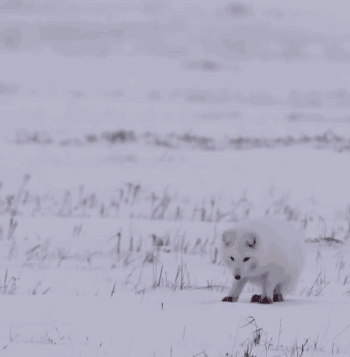 狐狸 跳跃 雪上捕猎 跳 钻 头疼 牛逼 挣扎