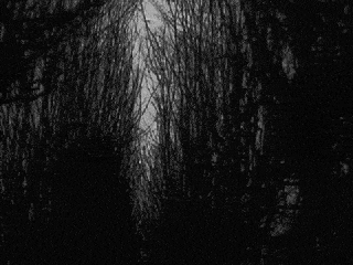 树林 大树 树枝 黑暗