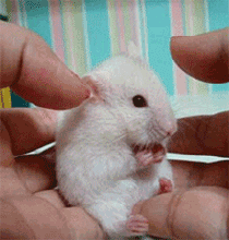 老鼠 可爱 惊讶 白色