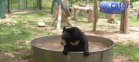 熊 bear 洗澡 兴奋