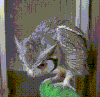 猫头鹰 萌萌哒 可爱 大眼睛