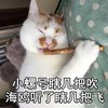 萌宠 猫星人 小螺号瞎吹 海鸥听了瞎飞 呆萌 可爱