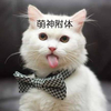 萌宠 喵星人 萌神附体 吐舌头 呆萌 可爱