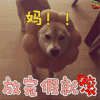 柴犬 妈 放完假就滚 soogif