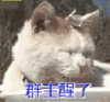 群主醒了 醒了