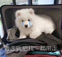 萌宠 汪星人 要走就把我一起带走 可怜 呆萌 可爱