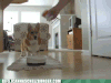 布朗尼 食物  兴奋 激动