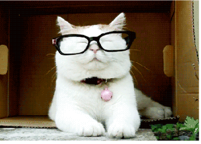 小猫 眼镜 摘下 搞笑