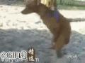动物 搞笑 可爱 耳朵