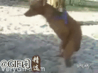 动物 搞笑 可爱 耳朵