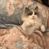 沙雕猫 猫咪 猫 可爱猫 猫表情包 猫咪表情包 小猫