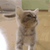 哈哈哈哈哈 猫咪 行走 可爱