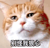 萌宠 猫星人 别怪我狠心 冷酷 搞怪