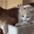 猫咪 可爱 两只 萌萌哒