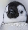 萌宠 企鹅 老子可是有脾气的 生气 呆萌 可爱