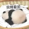 萌宠 熊猫 我睡着了 困了 呆萌 可爱