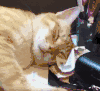 喵星人 搞笑 萌宠 可爱 猫咪