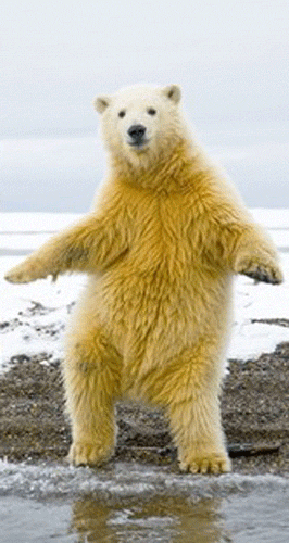 北极熊 跳舞 扭动 可爱