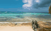 Around&the&world Punta&Cana&in&4K 多米尼加共和国 椰子树 海洋 海浪 清澈 纪录片 蓬塔卡纳 风景