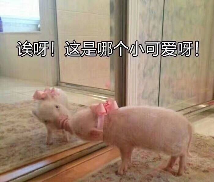 哎呀 这是哪个小可爱呀 小猪 照镜子