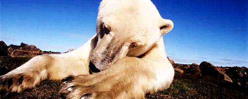北极熊 爪子 慵懒 天空