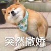 狗狗 可爱 呆萌 斗图 突然撒娇