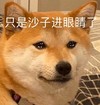 萌宠 汪星人 只是沙子进眼睛了 无奈 呆萌 可爱