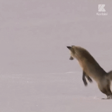 狐狸 跳跃 雪上捕猎 钻 头疼 牛逼