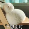 萌宠 猫星人 不想面对 生气 呆萌 可爱
