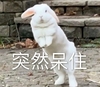 萌宠 小兔子 突然呆住 不敢动 呆萌 搞怪
