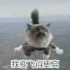 小猫 飞翔 可爱 毛茸茸