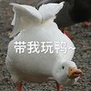 萌宠 鸭子 带我玩呀 一起玩吧 活泼 可爱