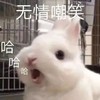 萌宠 兔子 无情嘲笑 哈哈哈 搞怪 逗