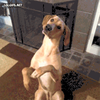 影帝  狗狗 表演  演技派