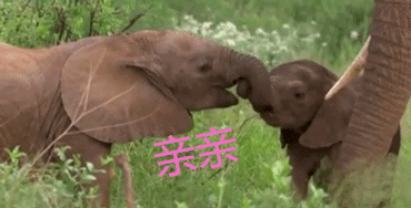 大象 亲亲 亲亲你