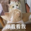 萌宠 喵星人 你看看我 靓仔 搞怪 逗