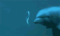 海豚 可爱 水里 形状 摇头