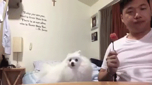 萌物 萌萌哒 汪星人 博美 吃货