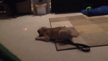激光 laser 狗 吸引