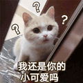 小可爱 猫