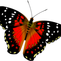 蝴蝶 butterfly animal 飞