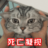 soogif soogif出品 猫 死亡凝视