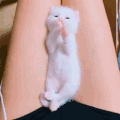 萌宠 猫咪 可爱 大长腿
