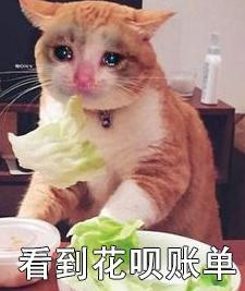 萌宠 可爱 喵星人 买买买 双11