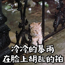 猫咪 大雨 铁门 可怜 斗图 搞笑 冷冷 的暴雨在脸上胡乱的拍