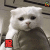 soogif soogif出品 猫 萌宠 是傻子吧